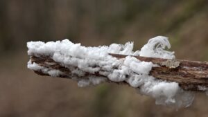 Neobvyklý přírodní fenomén: Vláskové ledové vlny