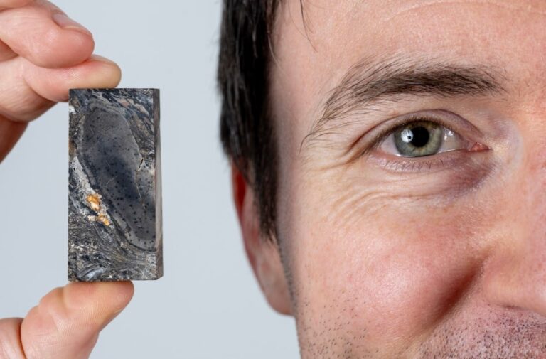 Nová zjištění o Prototaxites: tajemný organizmus z dávné minulosti