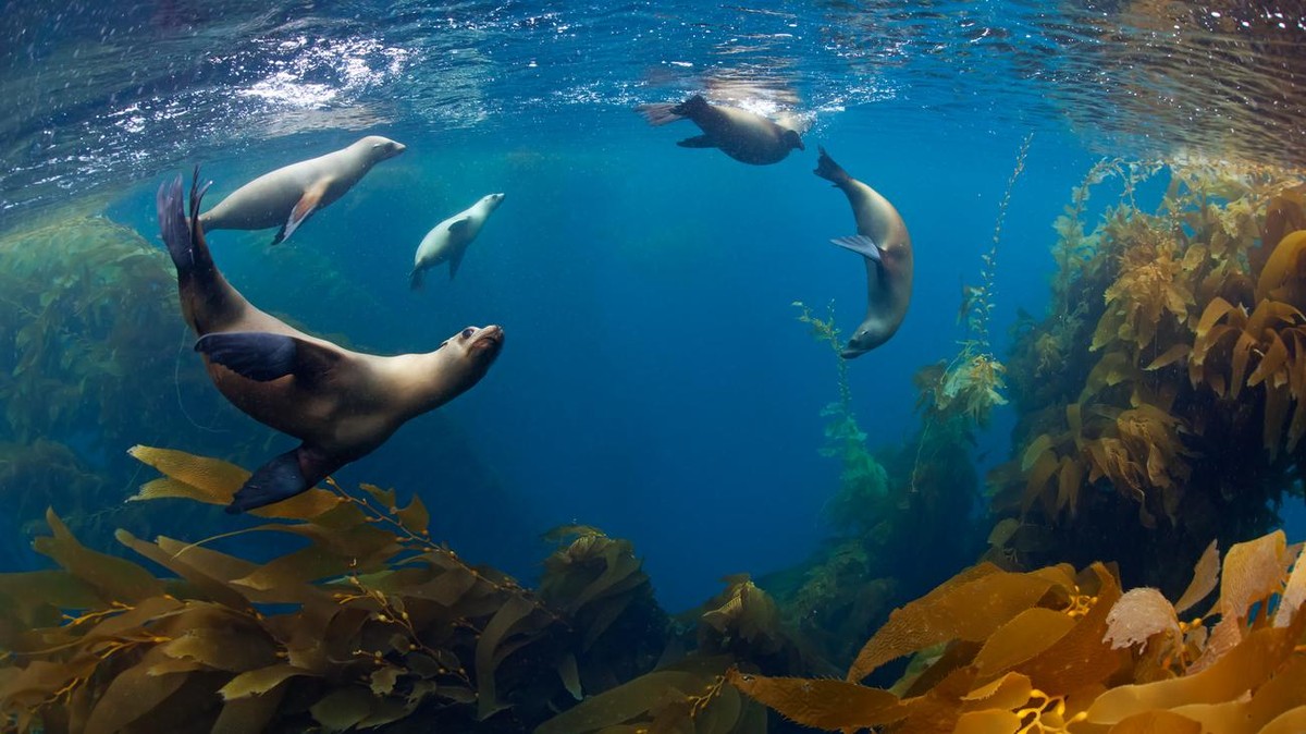 Nové dohody pro ochranu otevřeného moře