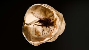 Nové fosílie z doby před 100 miliony let nalezené ve Španělsku