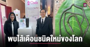 Nový druh žížaly objevený na břehu řeky Mekong v Chiang Rai