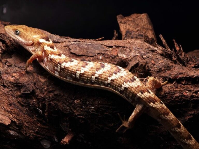 Nový objev biodiverzity v Mexiku: UNAM objevuje Gerrhonotus occidentalis, dosud neznámý druh ještěrky