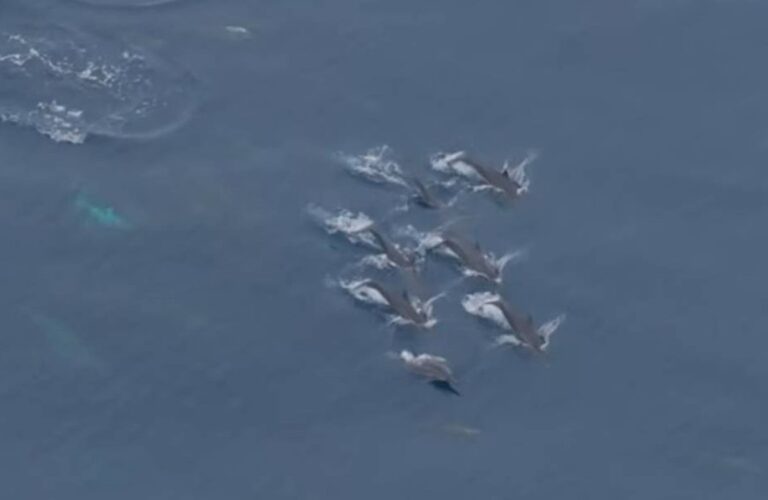 Objev nových druhů megafauny v mořích Severního Sulawesi