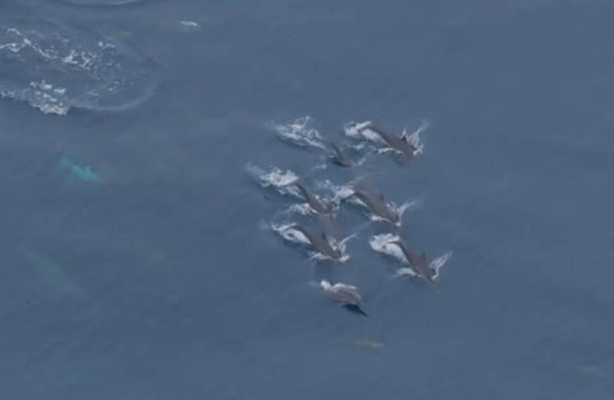 Objev nových druhů megafauny v mořích Severního Sulawesi