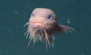 Objev nových druhů v ekologii a biologii