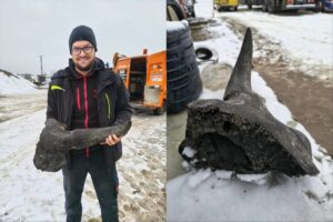 Objev stepního bizona v Polsku