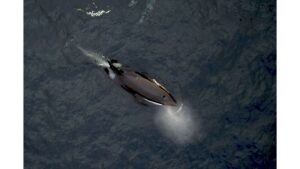 Oceánského dohodu v platnosti, 30 procent moře musí být chráněno