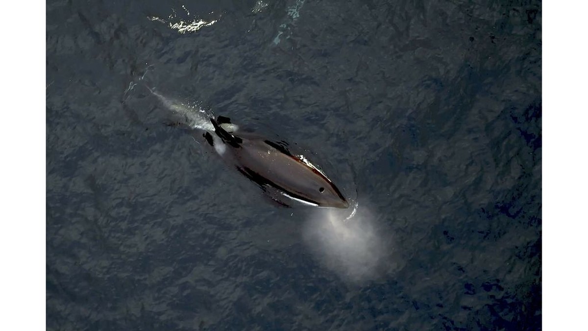 Oceánského dohodu v platnosti, 30 procent moře musí být chráněno