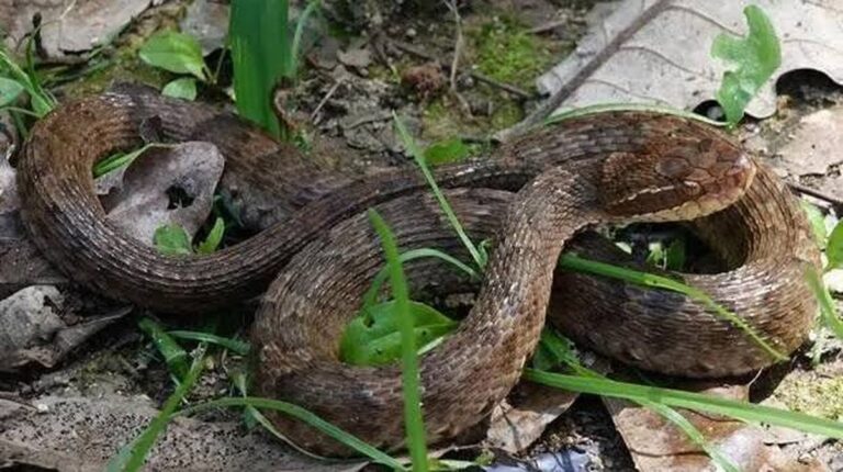 Potvrzení dvou endemických druhů zmijí v Koreji