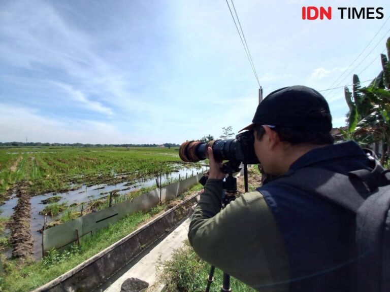 Pozorování ptáků během migrace v Tulungagungu