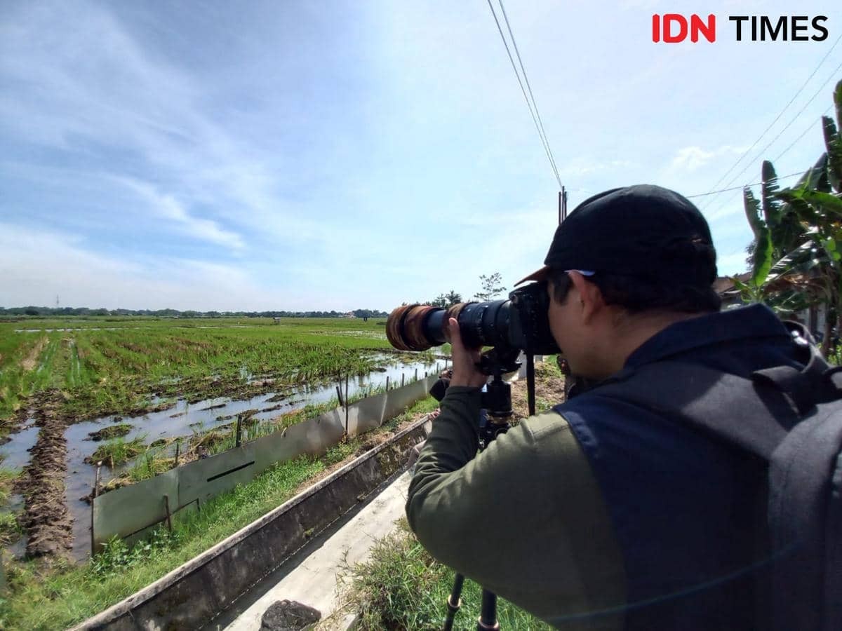 Pozorování ptáků během migrace v Tulungagungu