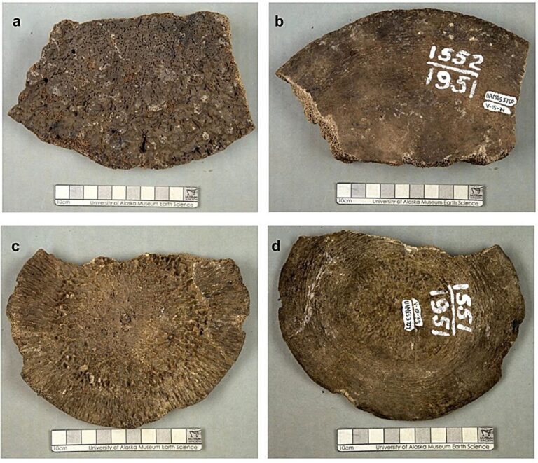 Případ omylu v identitě: Fosilie mamutů z Aljašky se ukázaly být dvěma starodávnými velrybami