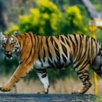 Přítomnost třetí tygřice 'Hirakani' v projektu Sahyadri