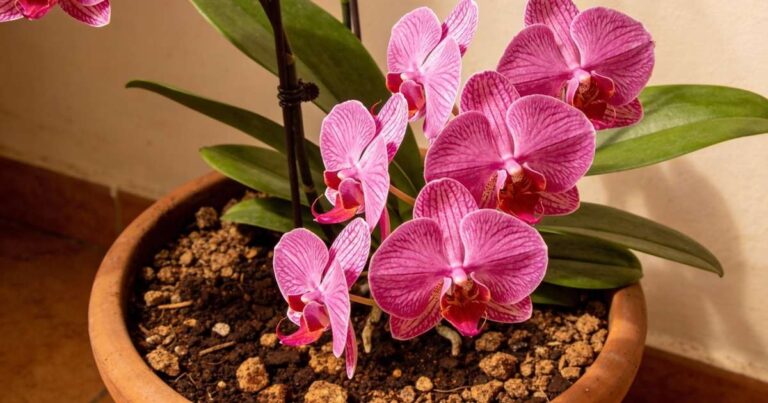 Proč se doporučuje používat kávovou sedlinu na orchideje a jaké výhody to přináší?