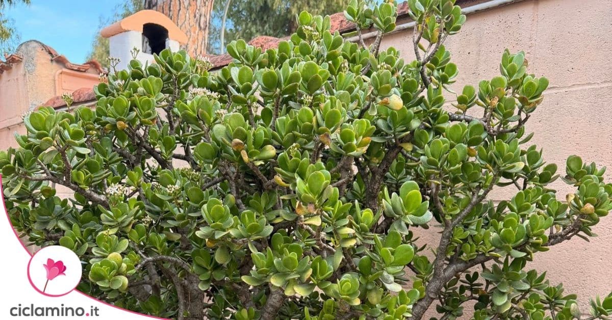 Proč váš jadeit nikdy nekvete?