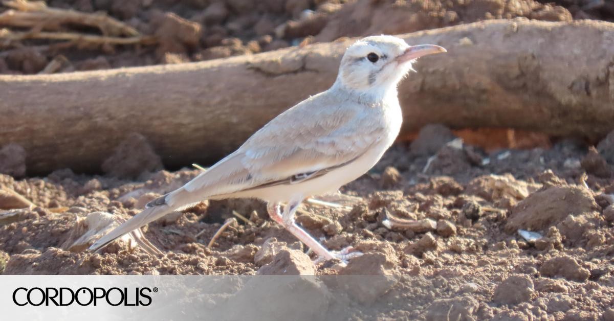 První dokumentovaný záznam alondry ibis v Cordóbě, v regionu s typicky pouštním prostředím