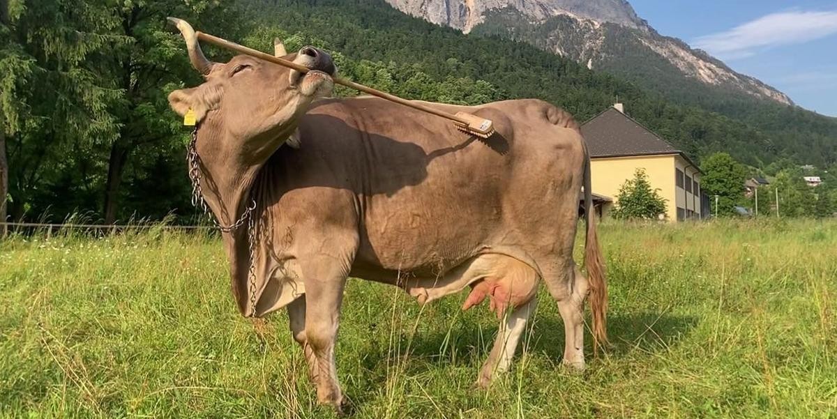 Revoluční objev o inteligenci krav v alpské oblasti