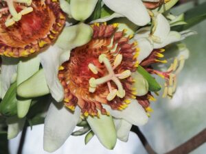 Rozsáhlé znalosti botanických zahrad zůstávají nevyužity kvůli fragmentovaným datovým systémům, říkají vědci