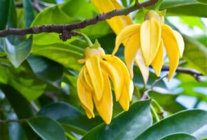 Rychle rostoucí strom voňající zahradě a překvapující hvězdicovými květy