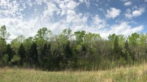 Skrytá Prérie v Apalačích v Ohiu s Desítkami Unikátních Rostlinných Druhů