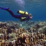 Stav korálů a dopady klimatických změn