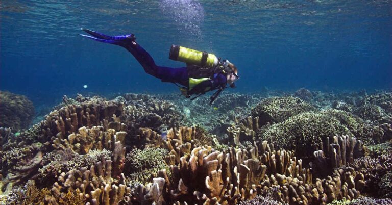 Stav korálů a dopady klimatických změn