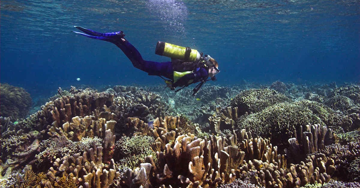 Stav korálů a dopady klimatických změn