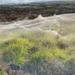 Účinky techniky „ballooning“ u pavouků během povodní v Austrálii