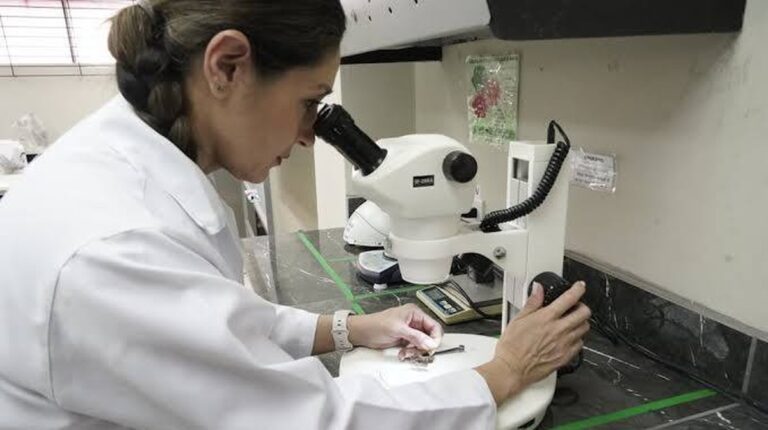 Úloha cvrčků během deštivých nocí v Guayaquilu