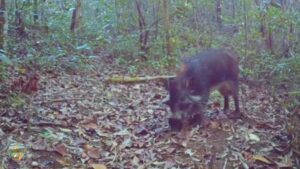 Úloha divokých prasat Bawean jako ochránci ekosystému ostrova