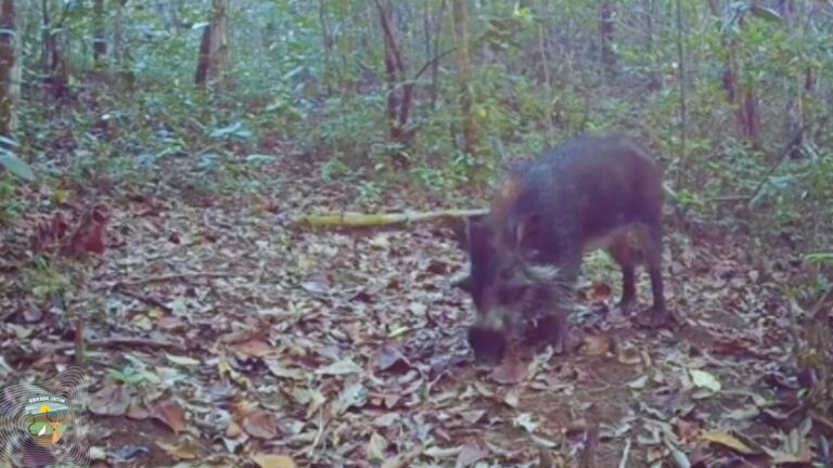 Úloha divokých prasat Bawean jako ochránci ekosystému ostrova