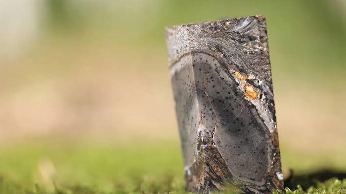 Úloha Prototaxiitů: Otázky kolem záhadných fosilií