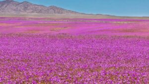 Úžasnosti přírody: Květnící poušť Atacama