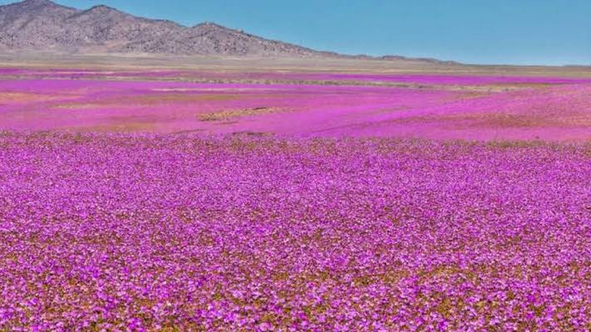 Úžasnosti přírody: Květnící poušť Atacama