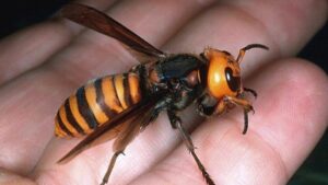 Vespa velutina dorazila do Málagy: první hnízda v hlavním městě