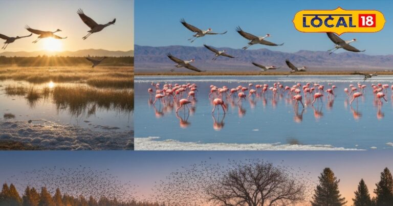 Více než 300 vzácných druhů ptáků se usazuje v Biháru, lidé sem přicházejí na pozorování