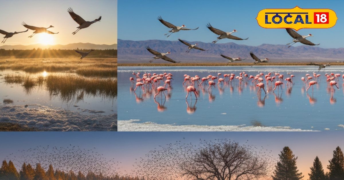 Více než 300 vzácných druhů ptáků se usazuje v Biháru, lidé sem přicházejí na pozorování