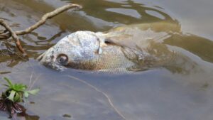 Vliv klimatických změn na ekosystém Balatonu