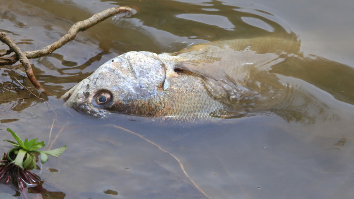 Vliv klimatických změn na ekosystém Balatonu