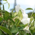 Vyběr rostliny pro pěstování v zahradě