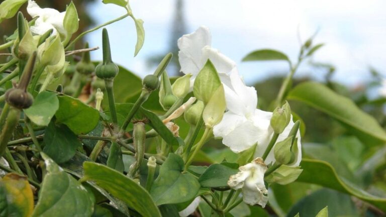 Vyběr rostliny pro pěstování v zahradě