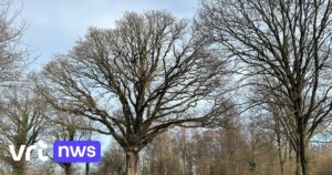 Výzkum cílený na syna Tisíciletého dubu v Lummen