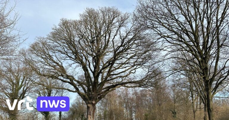 Výzkum cílený na syna Tisíciletého dubu v Lummen