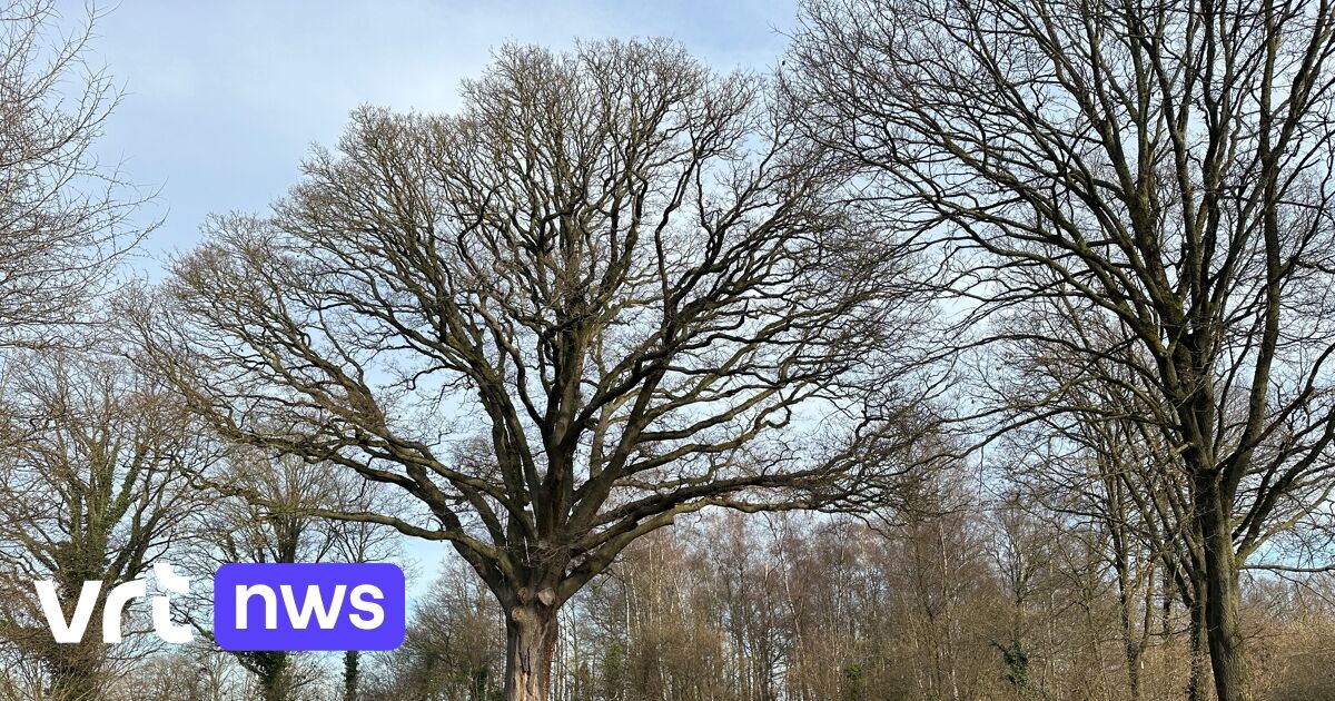 Výzkum cílený na syna Tisíciletého dubu v Lummen