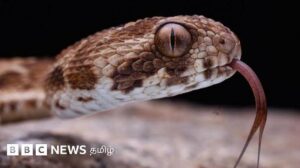 Výzkum o přítomnosti hadů v domácnostech v Coimbatore