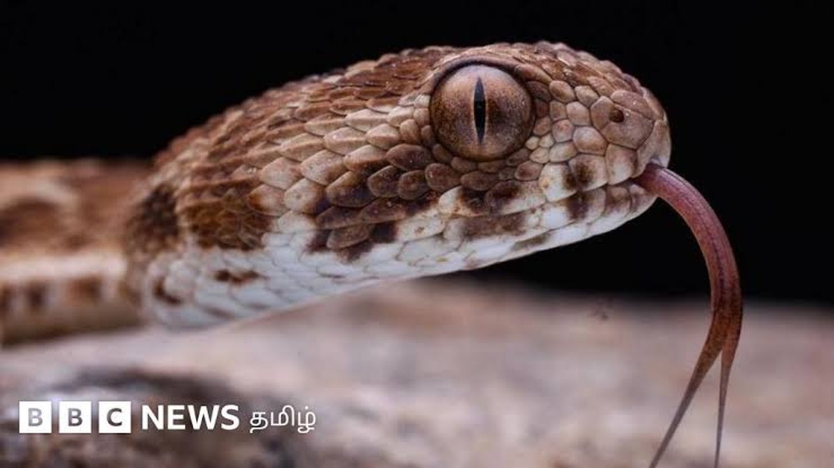 Výzkum o přítomnosti hadů v domácnostech v Coimbatore