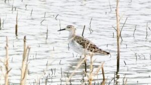 Vzácné vodní ptáky nalezené v Madhjapradéši: Burhanpur přivítá ornitology