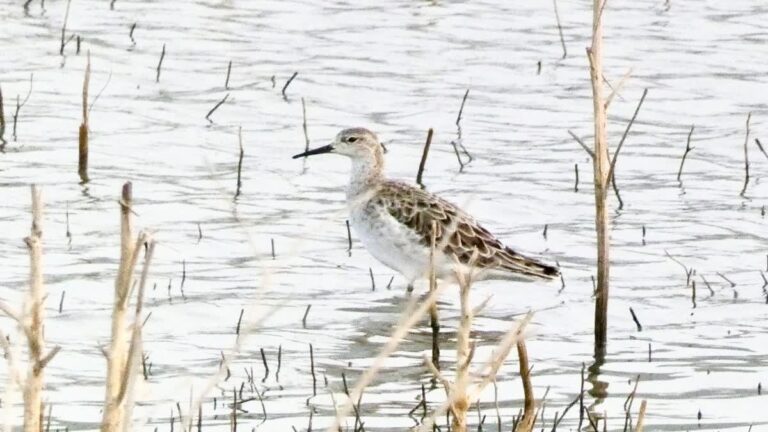Vzácné vodní ptáky nalezené v Madhjapradéši: Burhanpur přivítá ornitology