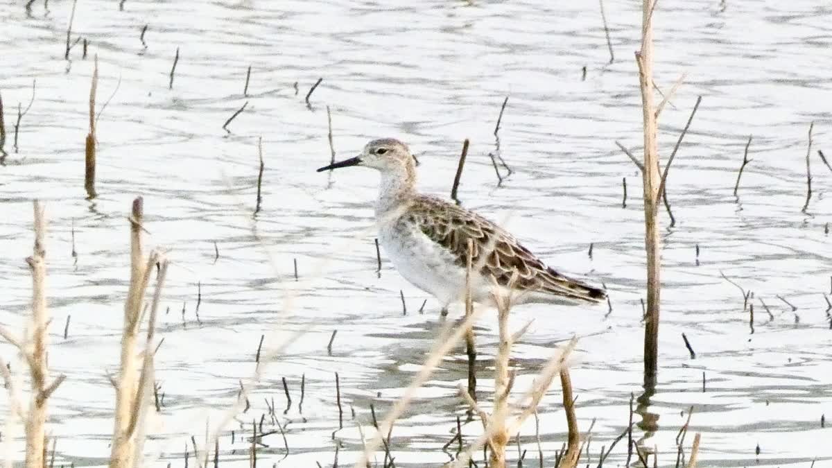 Vzácné vodní ptáky nalezené v Madhjapradéši: Burhanpur přivítá ornitology