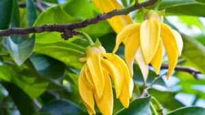 Ylang-Ylang: Rychle rostoucí strom, který zdobí zahradu a provoní ji